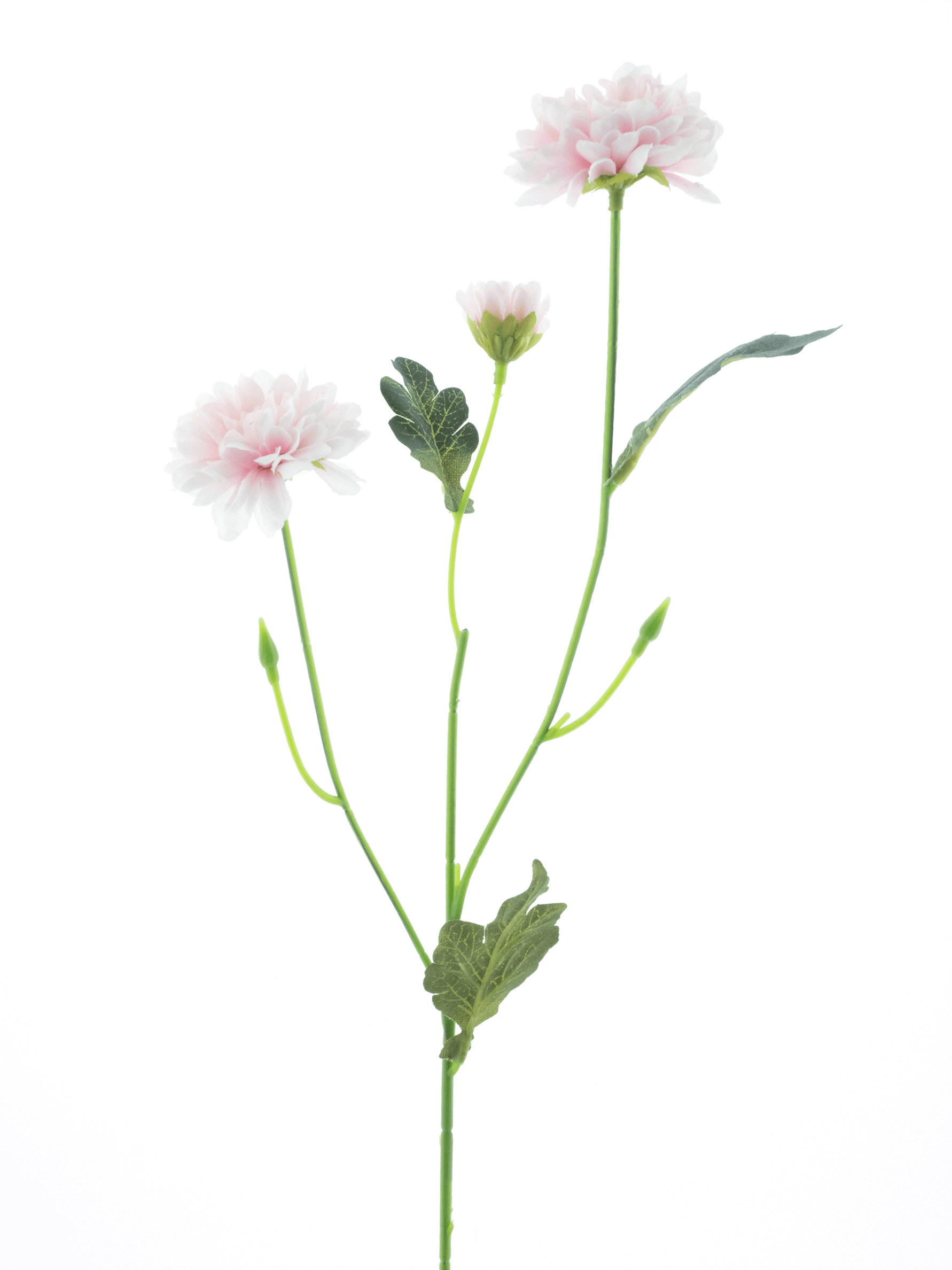 Zijdebloem Dendranthema roze