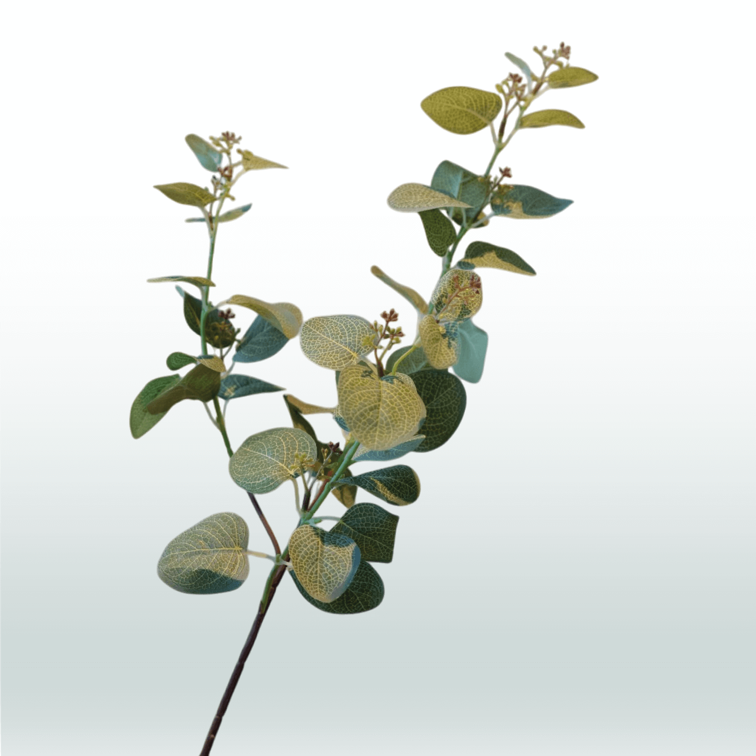 Eucalyptustak 70 cm groen